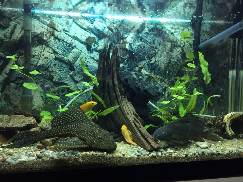 Een natuurlijk zoetwateraquarium vol karakter