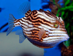 Aracana aurita (female) (Temperate water)