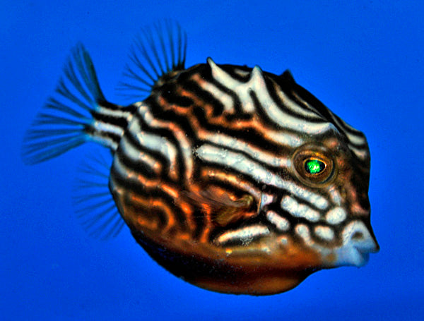 Aracana aurita (female) (Temperate water)