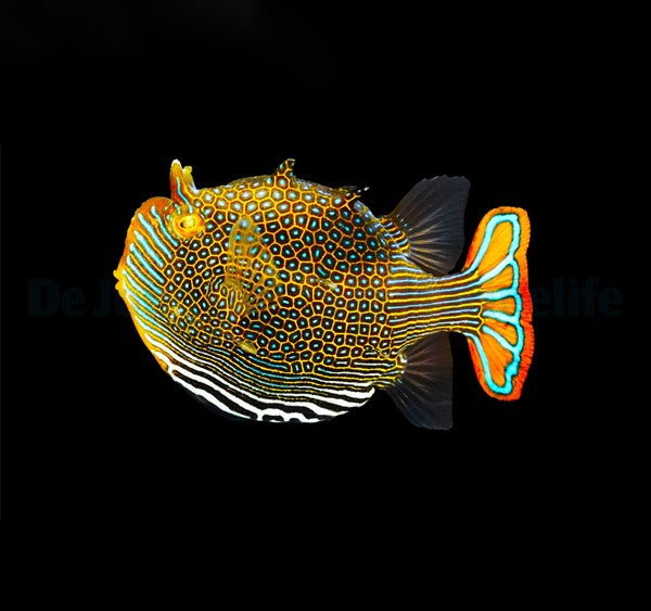 Aracana ornata (male) (Temperate water)
