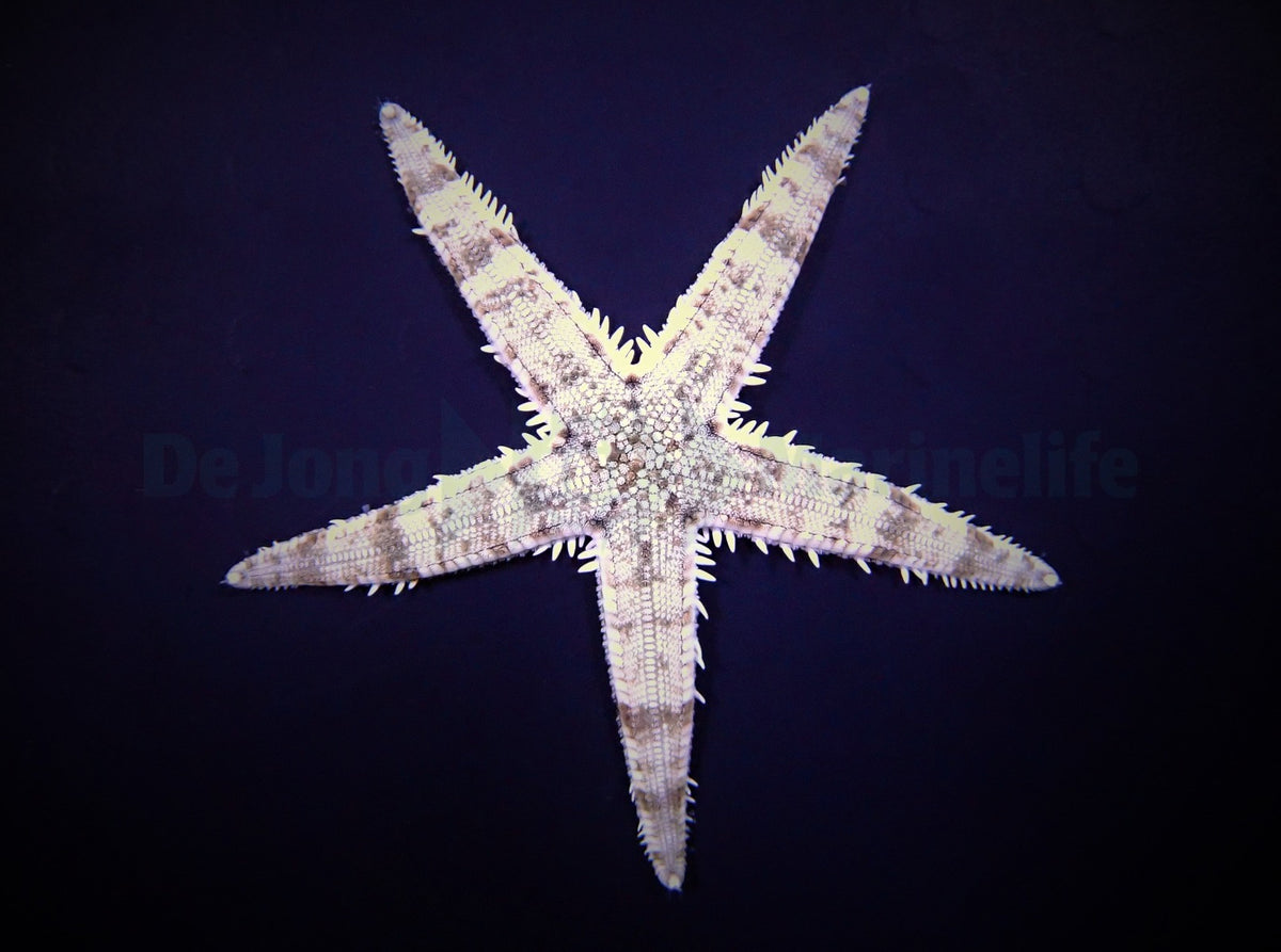 Archaster typicus