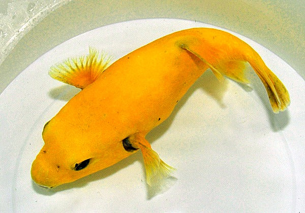 Arothron spp. (Citrinellus)
