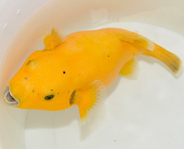 Arothron spp. (Citrinellus)