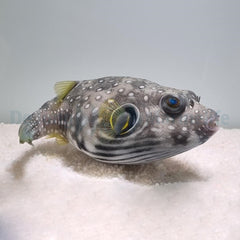 Arothron hispidus