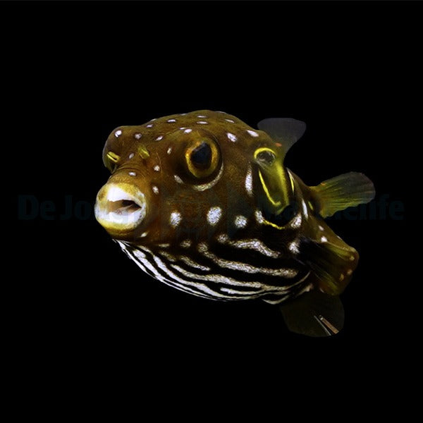Arothron hispidus