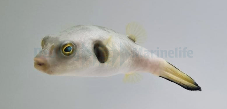 Arothron immaculatus