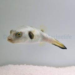 Arothron immaculatus