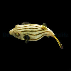 Arothron manilensis