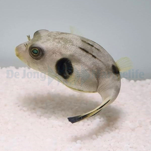 Arothron manilensis