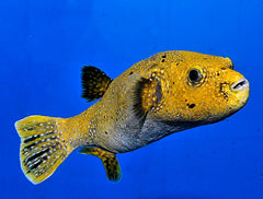 Arothron spp. (Citrinellus)