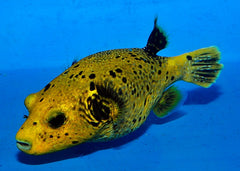 Arothron spp. (Citrinellus)