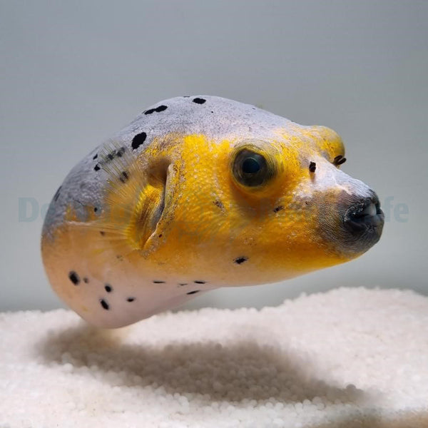 Arothron nigropunctatus (Yellow phase)