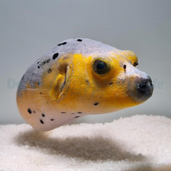 Arothron nigropunctatus (Yellow phase)