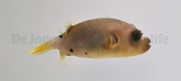Arothron nigropunctatus