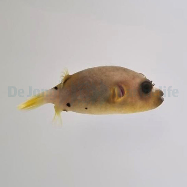 Arothron nigropunctatus