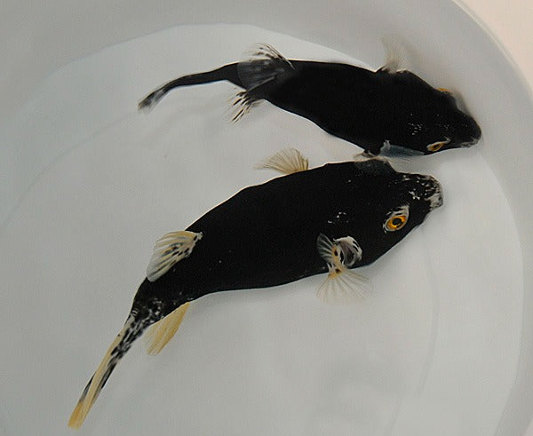 Arothron nigropunctatus (Black-White)