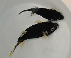 Arothron nigropunctatus (Black-White)