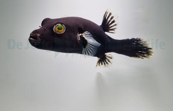 Arothron nigropunctatus (Black/White)