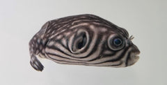 Arothron reticularis
