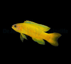 Assessor flavissimus - DJM Bred