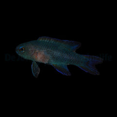 Assessor randalli - DJM Bred