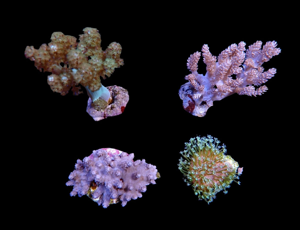 Assorted soft corals (frag)