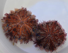 Asthenosoma varium