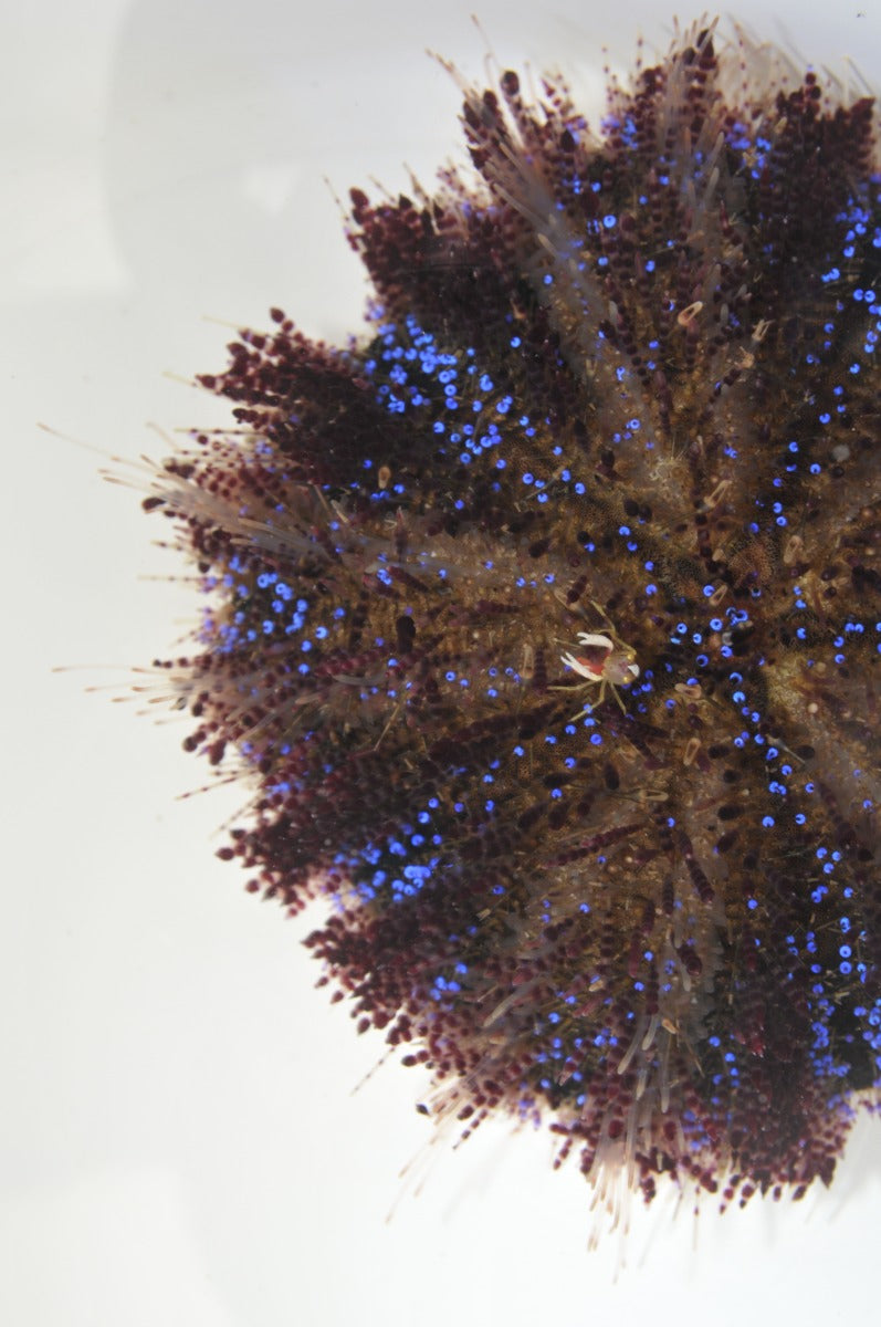 Asthenosoma varium + shrimp