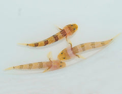 Astrabe sp.