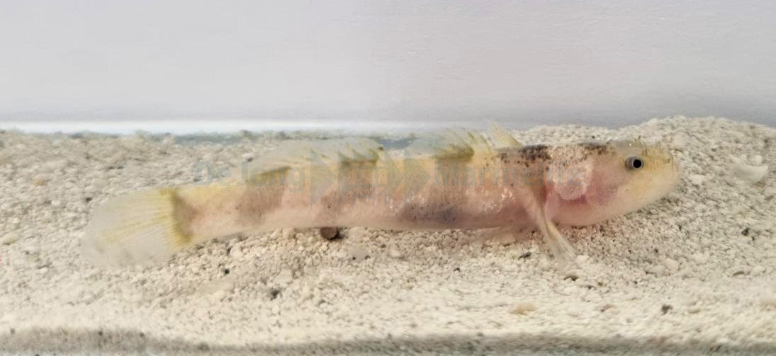 Astrabe sp.