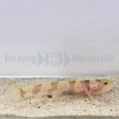 Astrabe sp.