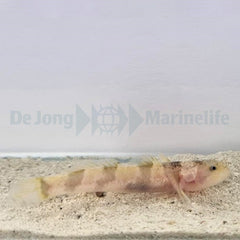 Astrabe sp.