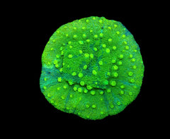 Astreopora spp. (Green) (frag)
