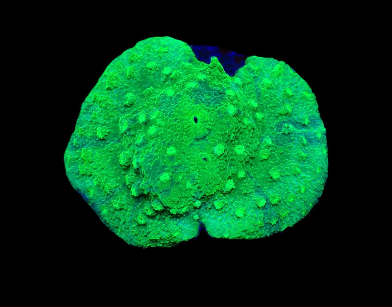 Astreopora spp. (Green) (frag)