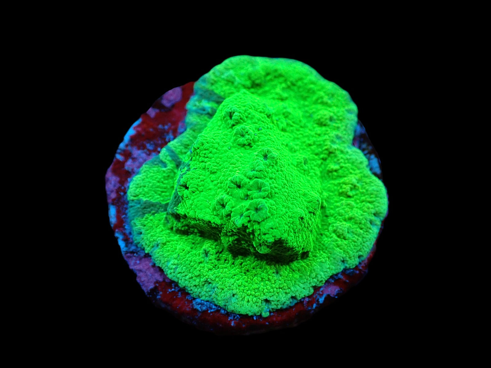 Astreopora spp. (Green) (frag)