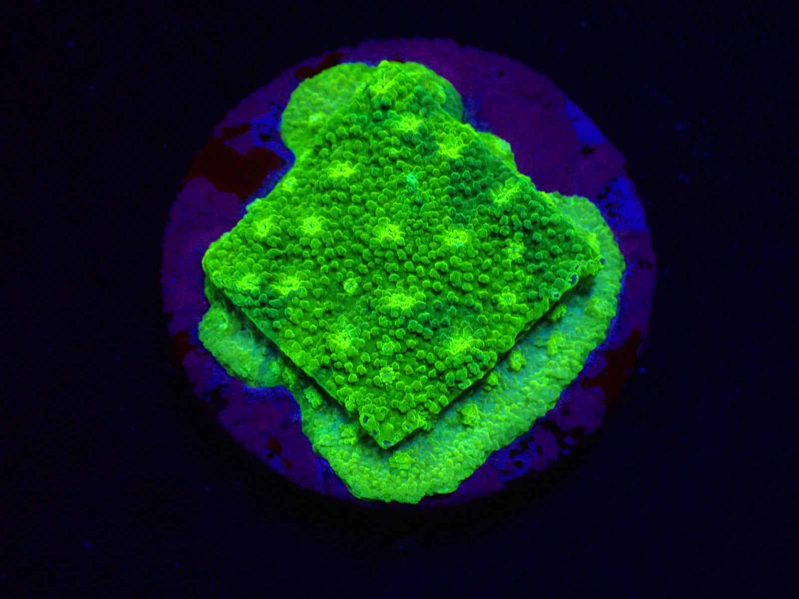 Astreopora spp. (Green) (frag)