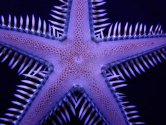 Astropecten polyacanthus