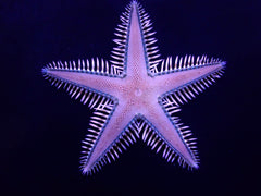 Astropecten polyacanthus