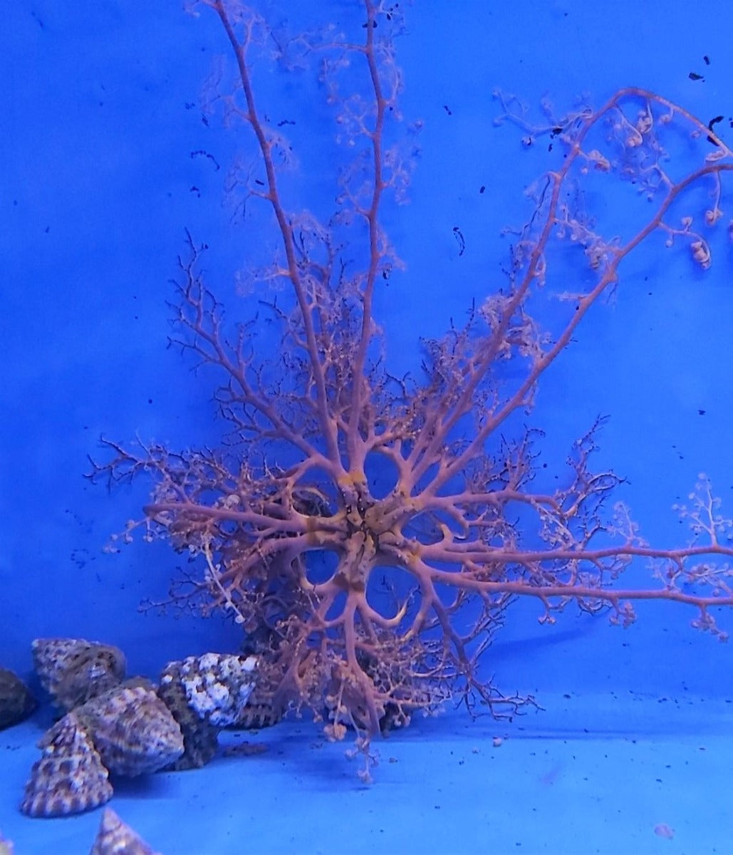 Astrophyton muricatum