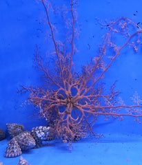 Astrophyton muricatum