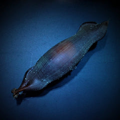 Atelomycterus marmoratus (Egg)