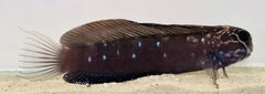 Atrosalarias fuscus