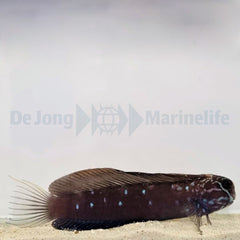 Atrosalarias fuscus