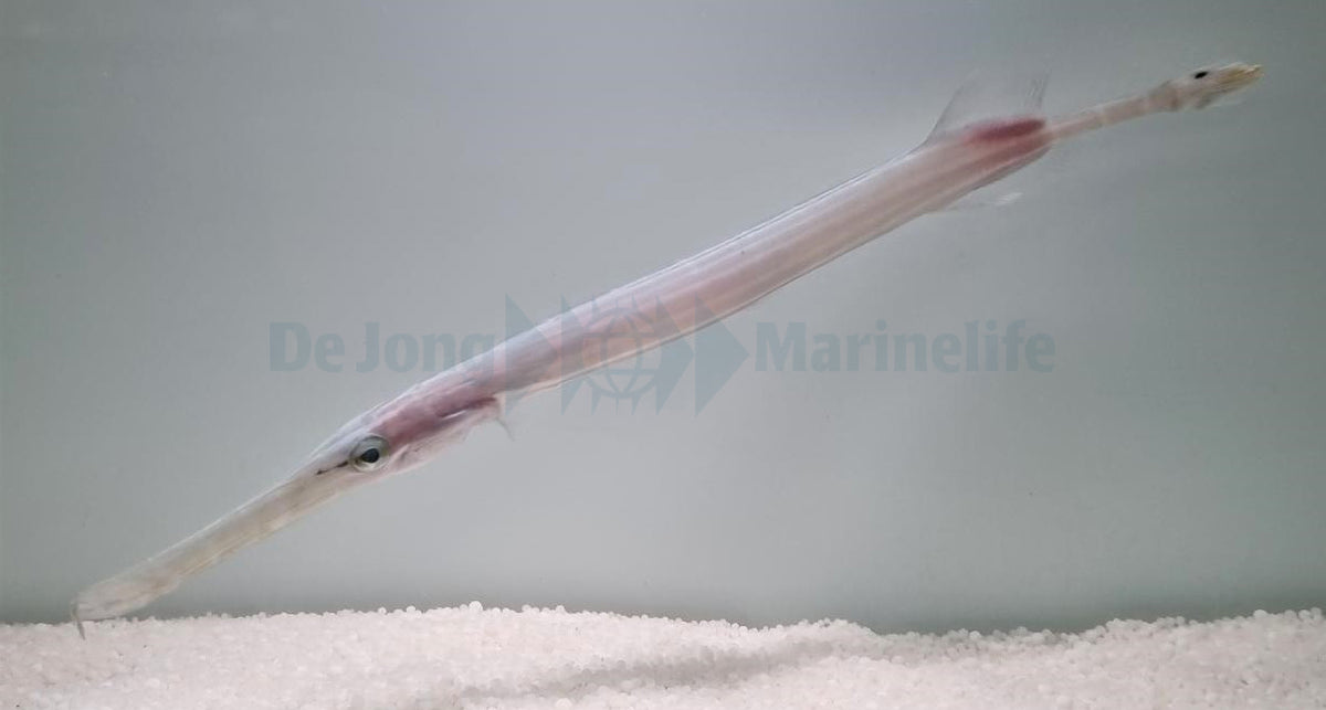 Aulostomus chinensis