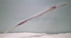 Aulostomus chinensis