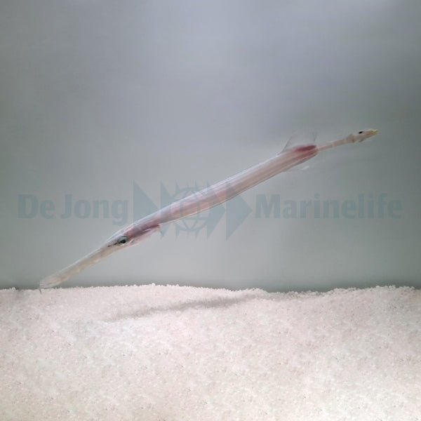 Aulostomus chinensis