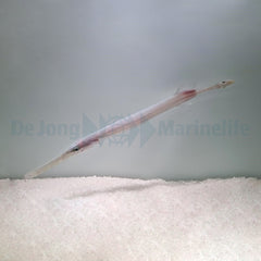 Aulostomus chinensis