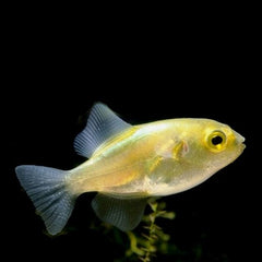 Auriglobus modestus M