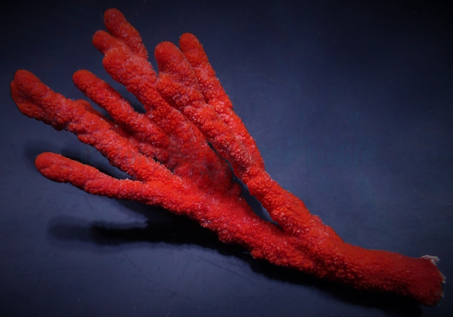Axinella spp. (Tree Sponge)