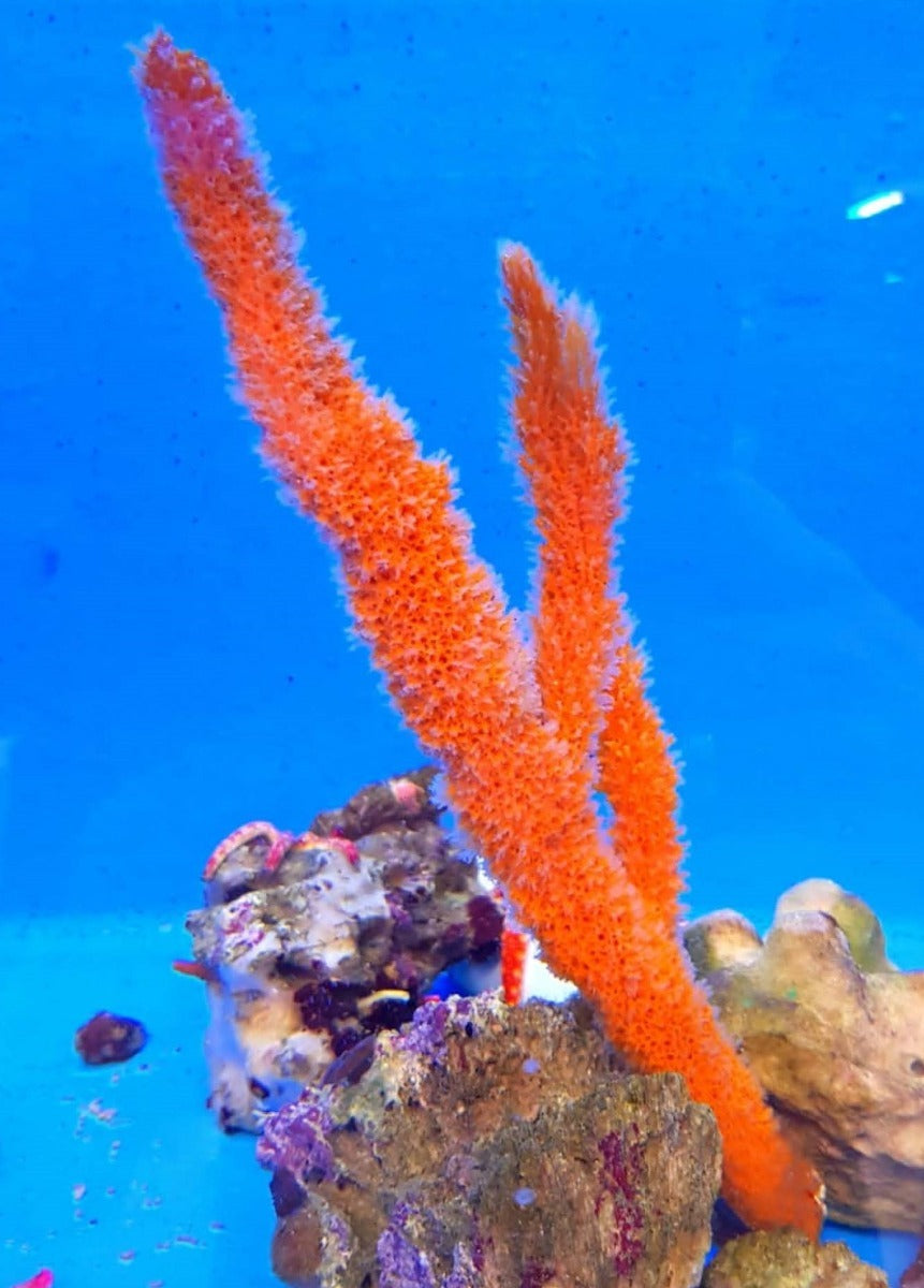 Axinella spp. (Tree Sponge)